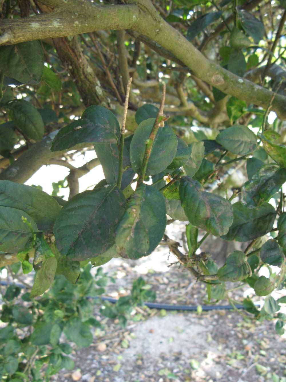            Shade leaves (Thornless Key lime, Winter Haven, FL)   